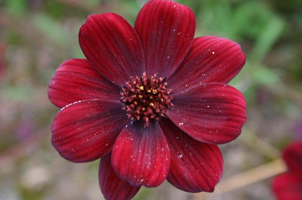 Detalle de una flor de chocolate de color rojo oscuro
