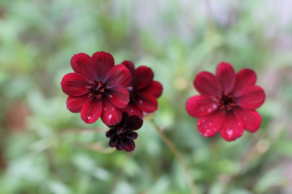 Flores rojo oscuro de Cosmos atrosanguineus conocidas como flor de chocolate