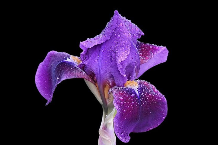 Flor de iris de color morado con los pétalos externos caídos