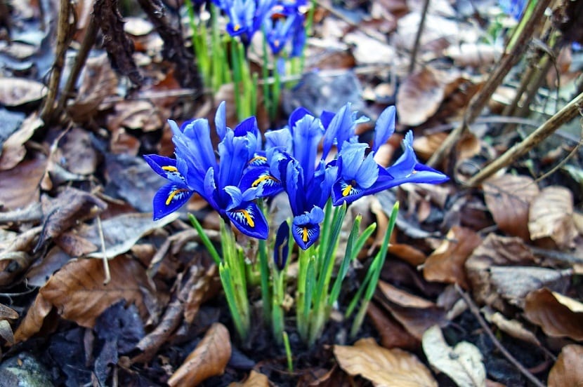 Mata de iris en flor creciendo en el monte