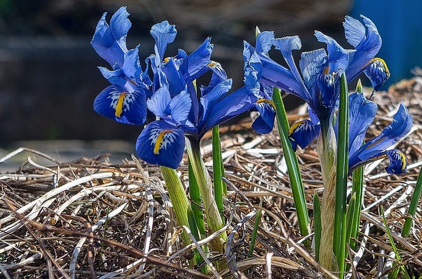 Iris o lirio barbado: cultivo, cuidados y especies