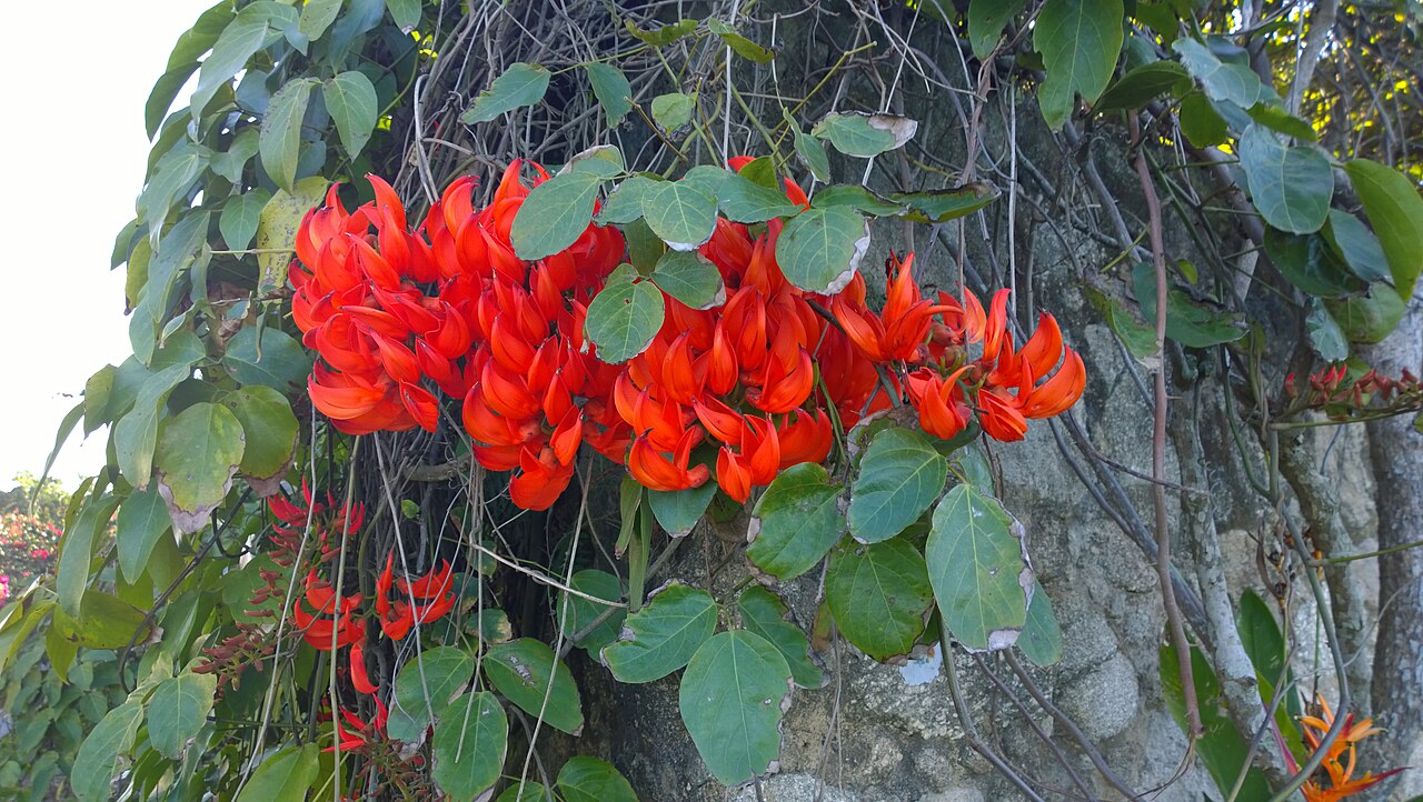 Flor de jade