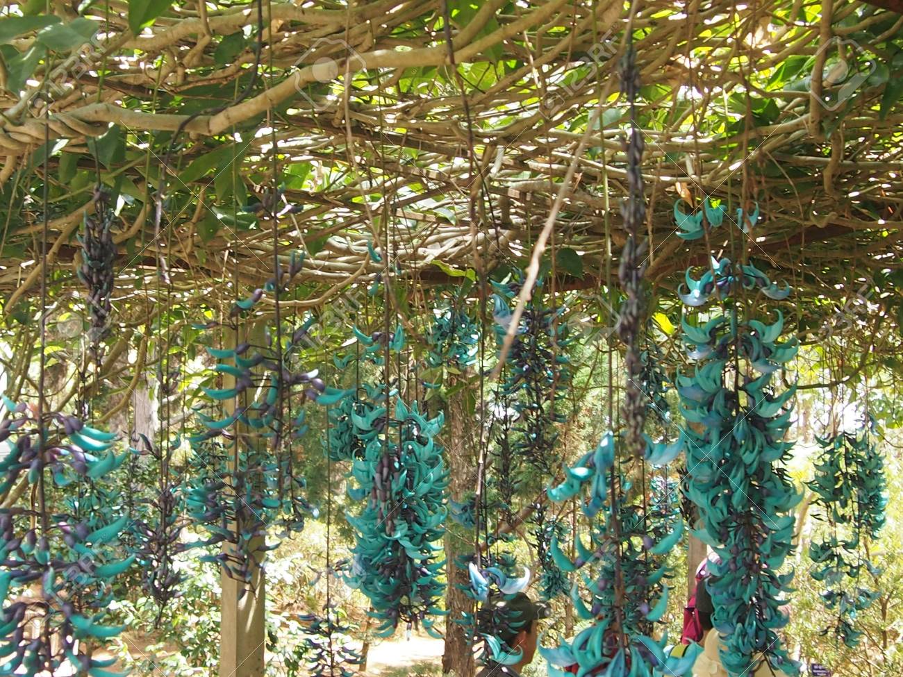 Racimos de flor de jade colgando de una estructura de madera vista desde abajo