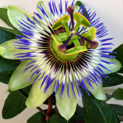 Flor de Passiflora caerulea con corona de filamentos azul y blanca