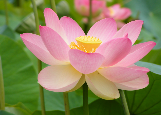Flor de loto rosa con el receptáculo amarillo en el centro, sobre su tallo