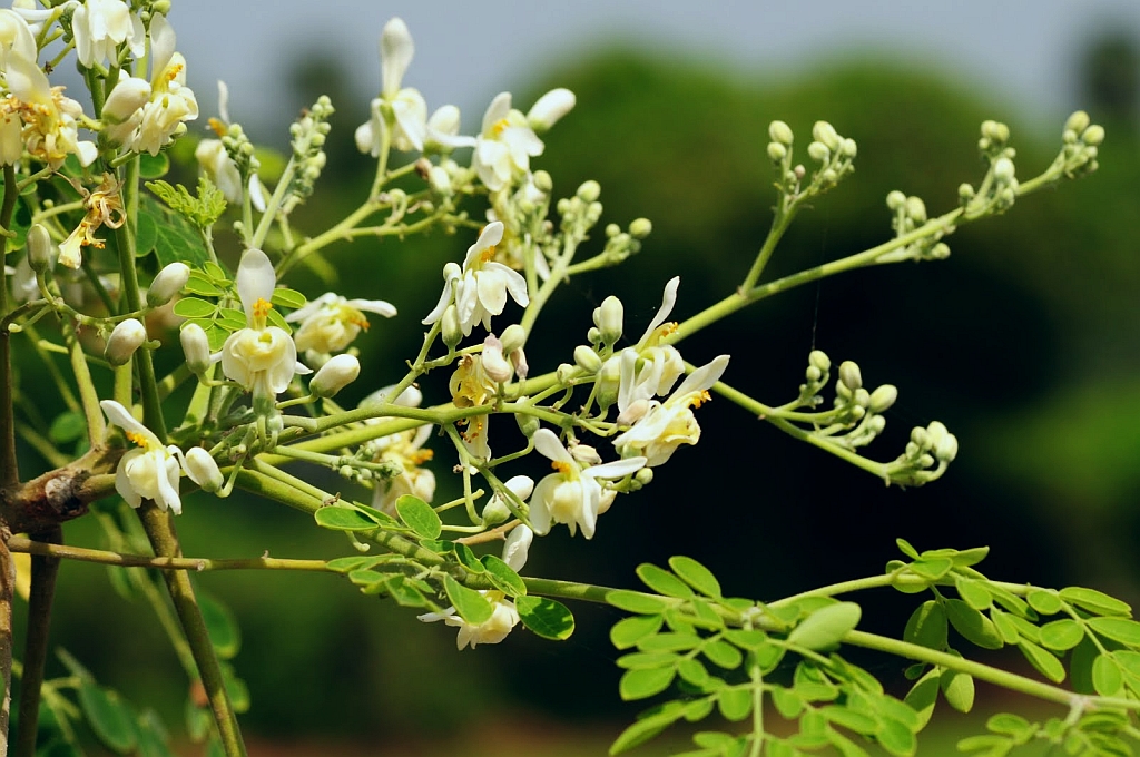 Flor de moringa: Características, Beneficios y Contraindicaciones