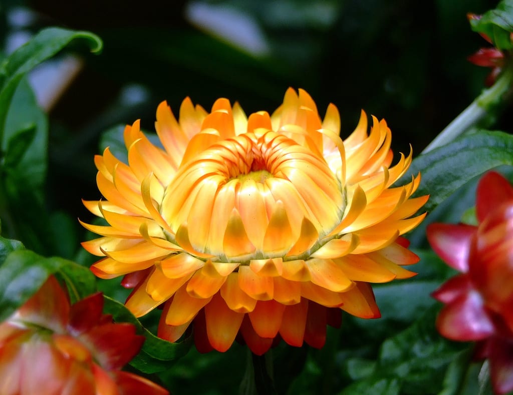 Flor de papel: cultivo, cuidados y cómo secarla bien