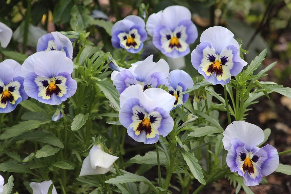Flor de viola: cómo es, cultivo y significado