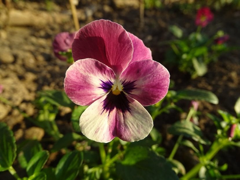 Flores de Viola tricolor en plena floración