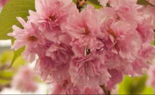Flor de cerezo doble de color rosa intenso