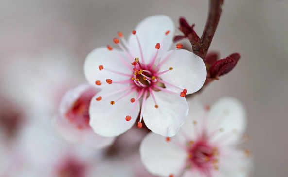 Flor de cerezo simple de cinco pétalos con los estambres visibles