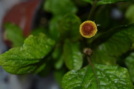 Capítulos florales amarillos con el ojo rojo característico de la flor eléctrica