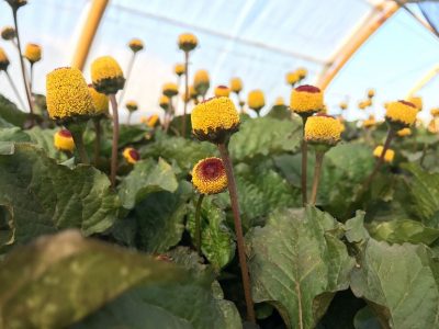 Planta de Acmella oleracea en cultivo, con la mata rastrera y varios botones florales