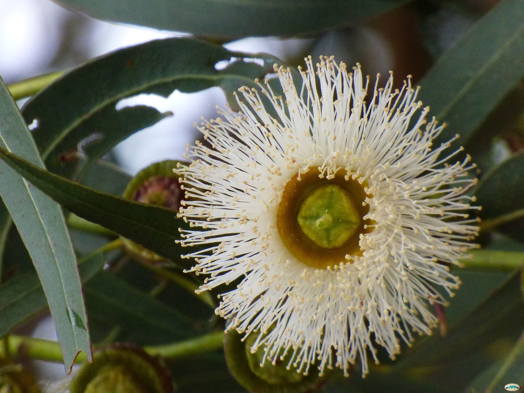 flor de eucalipto abierta