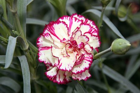 Clavel de flor bicolor con los pétalos dentados característicos
