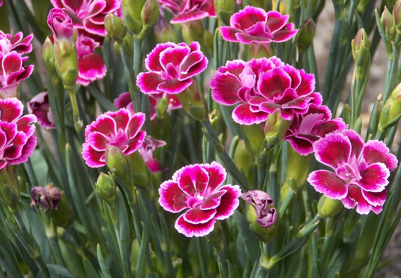 La flor nacional de España: el clavel y sus cuidados