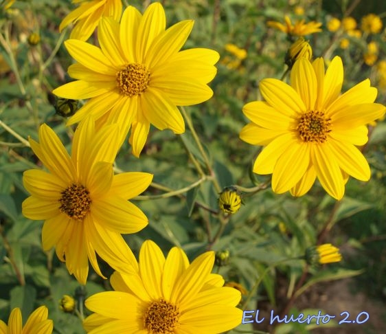 Flores de aguaturma