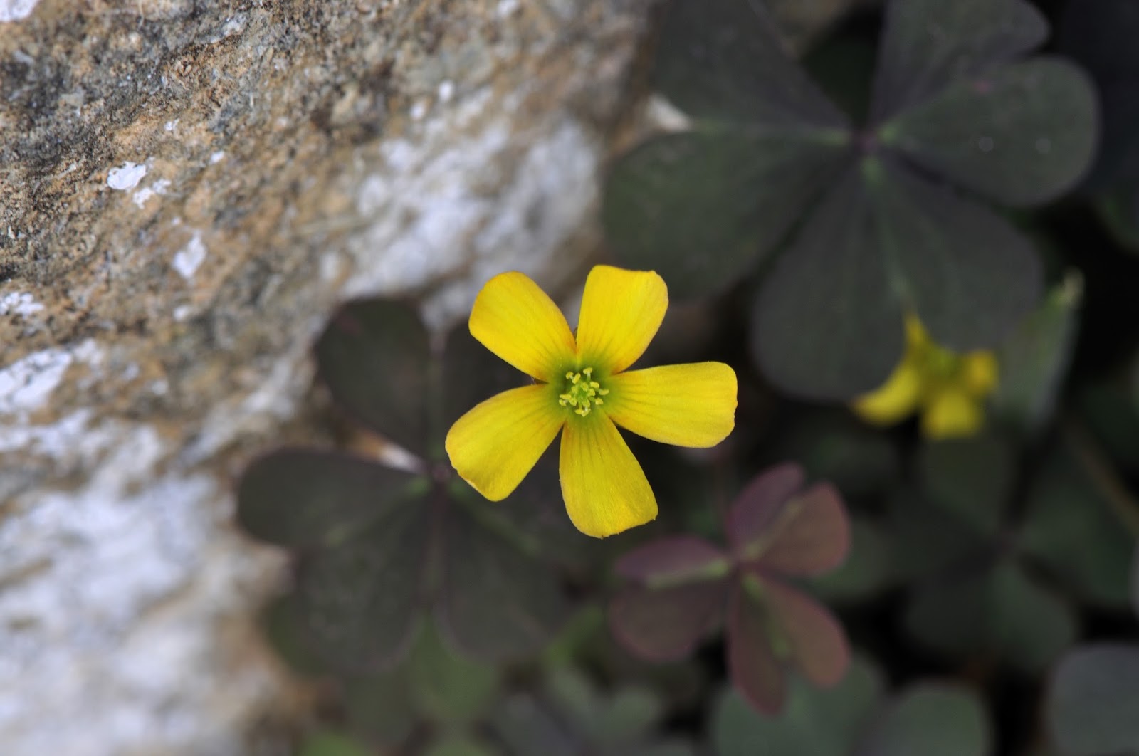 Flor amarilla de oxalis