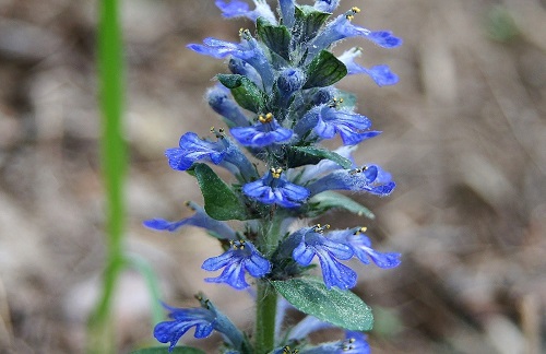 Espiga azul de búgula