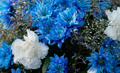 Crisantemos azules teñidos