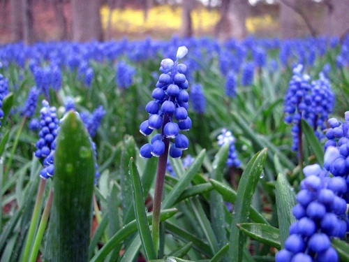 Nazarenos