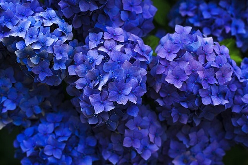 Hortensias azules