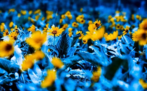 Foto de flores con el color alterado
