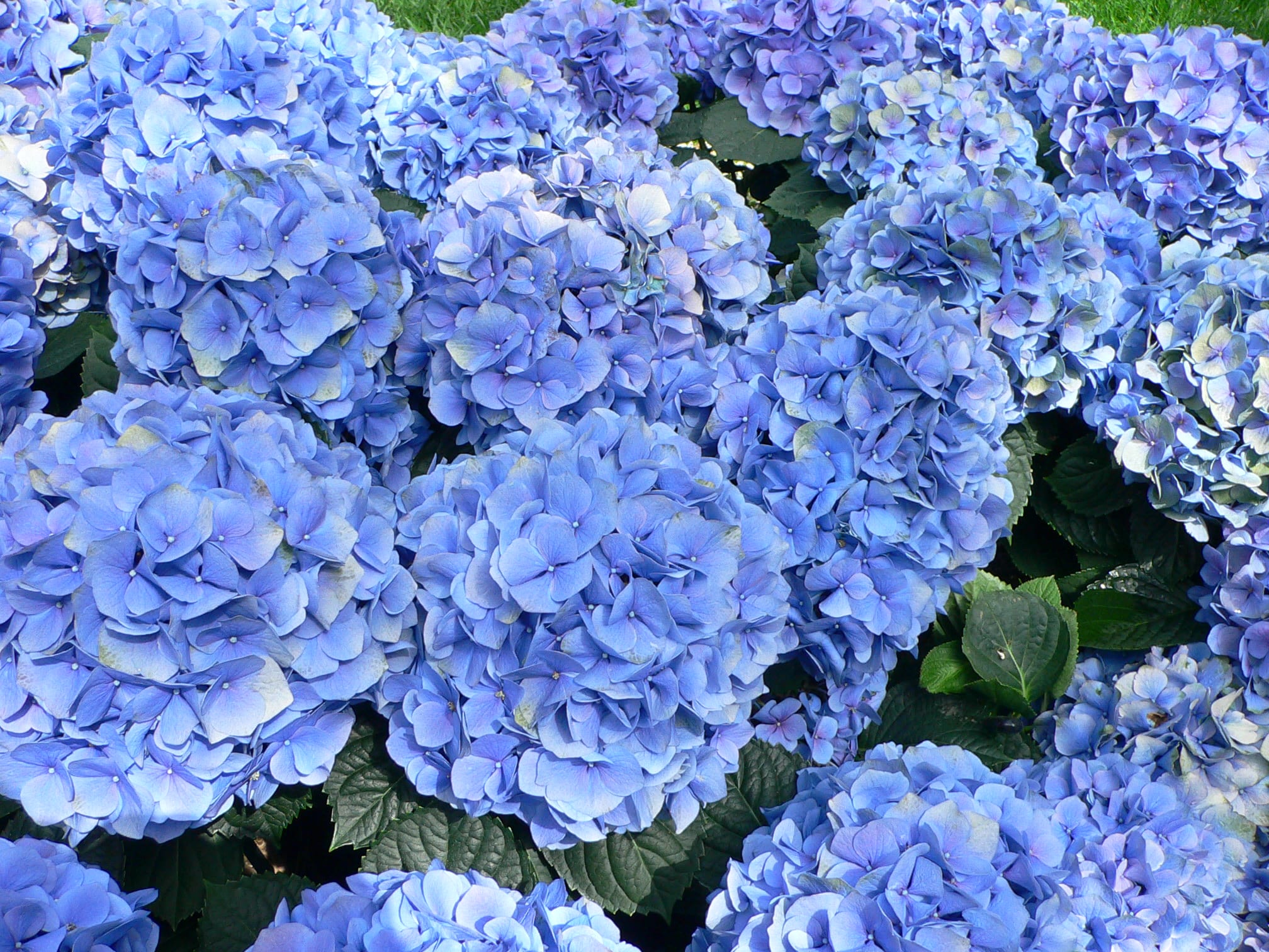 Hortensia de flores azules
