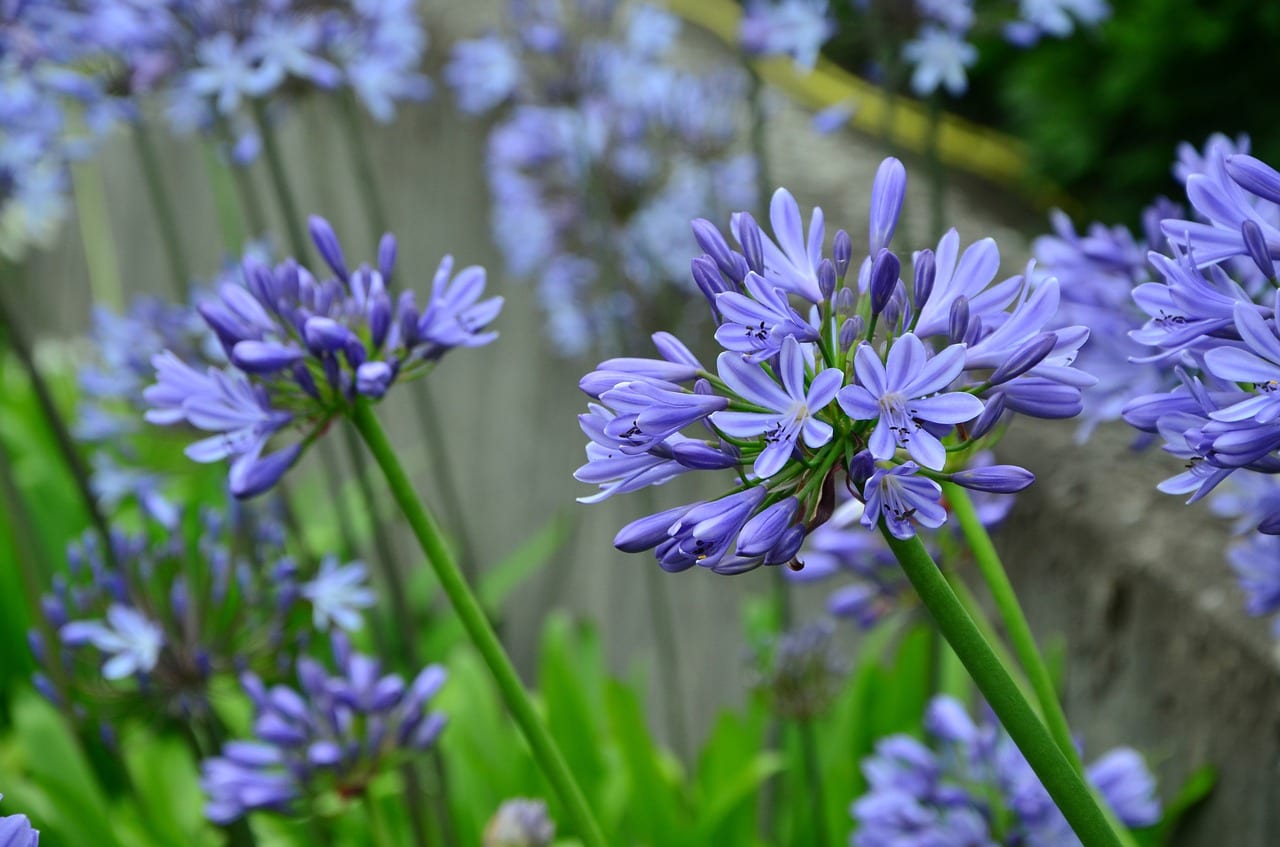 Umbela azul de agapanto en flor
