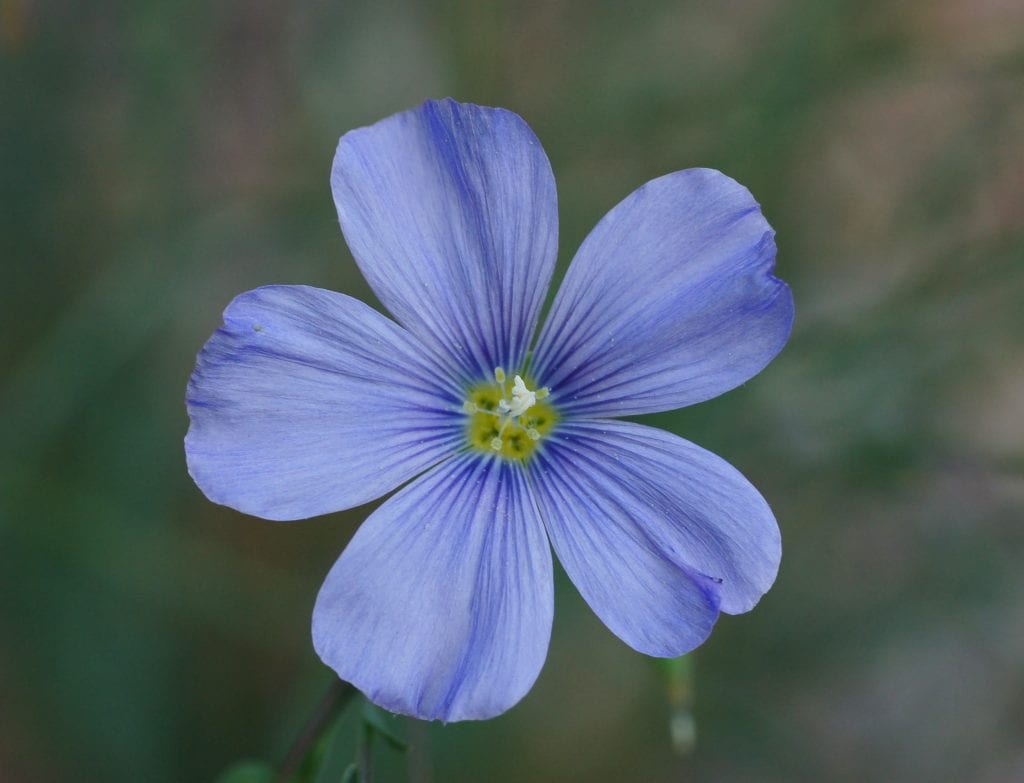 Flores azules para jardín y terraza: guía de cultivo