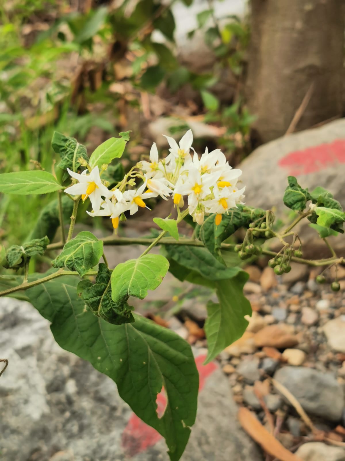 Flores blancas: fotos, tipos, significado, características, imágenes