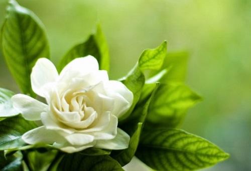 Gardenias