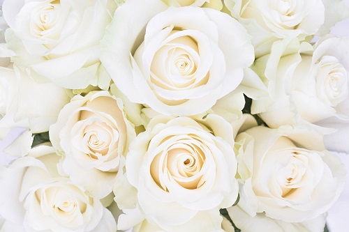 Rosa blanca