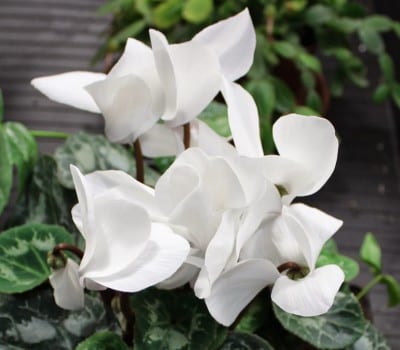 Ciclamen de flor blanca en maceta