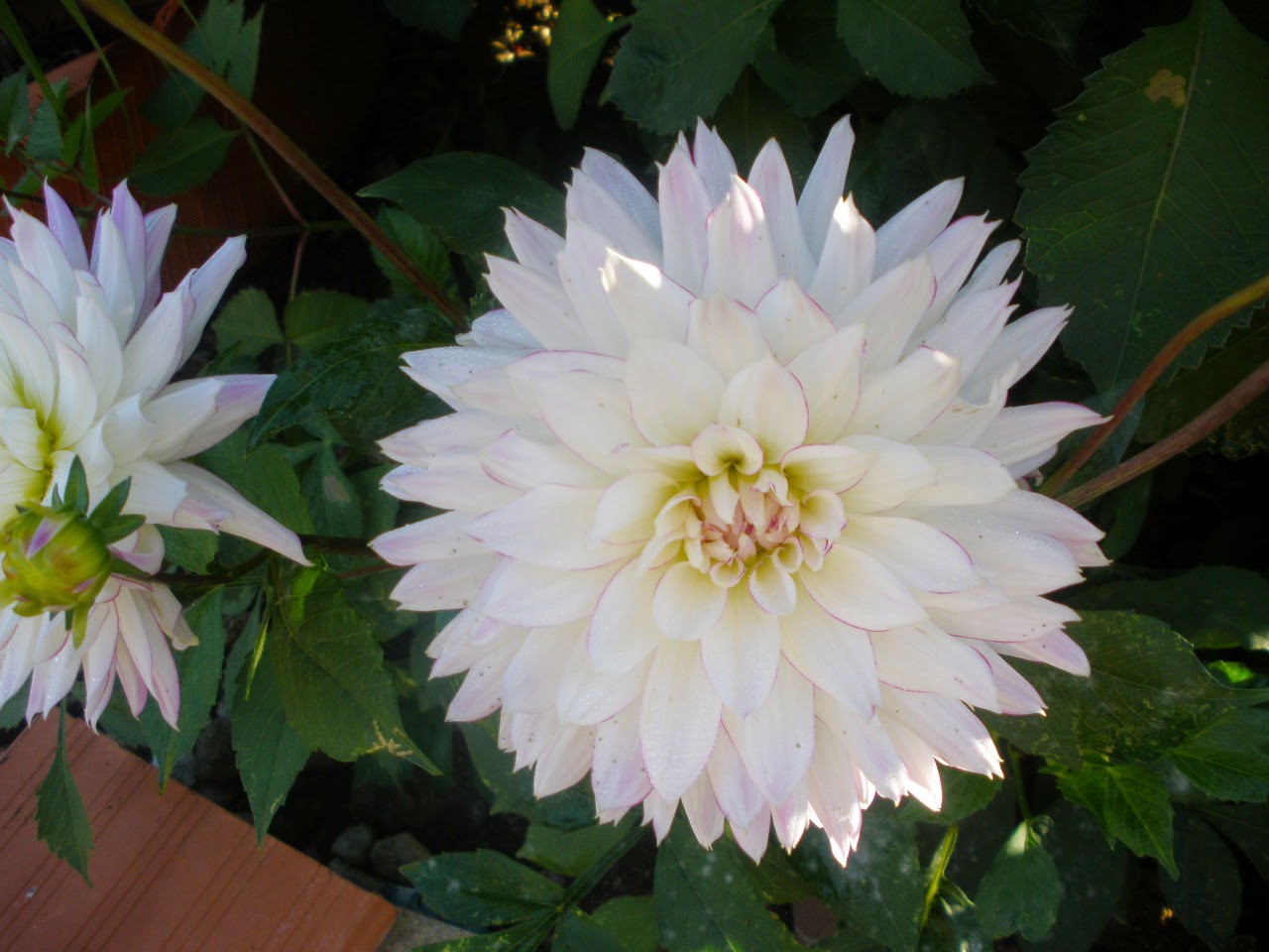 Dalias blancas y amarillas