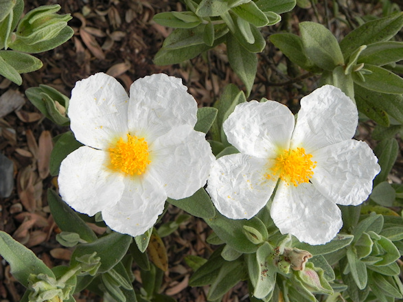 Jaras en flor