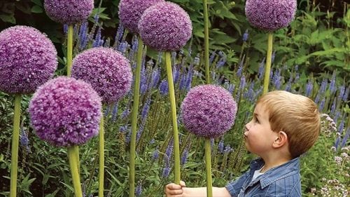 Inflorescencias esféricas de Allium giganteum