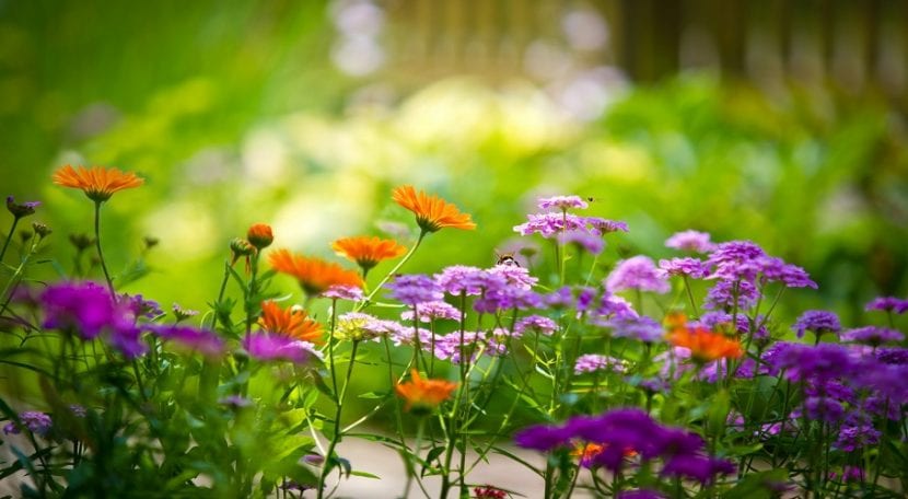 Flores bonitas para el jardín: 7 especies y cuándo plantarlas