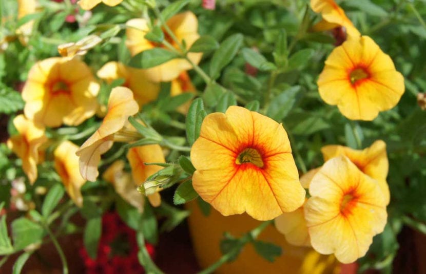 Calibrachoa en maceta colgante