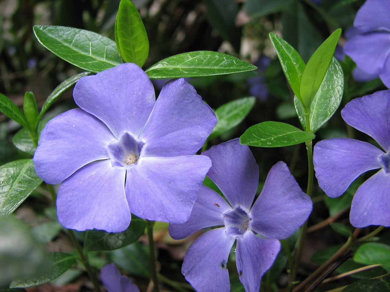 Flores colgantes para balcón: guía de especies y cuidados