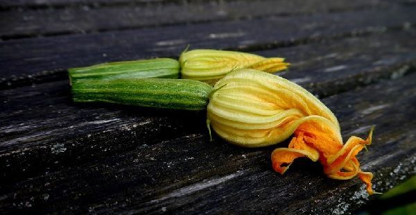 Calabacines recién cortados con la flor aún unida al fruto