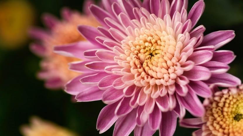 Flores comestibles: cuáles se comen y cuáles no