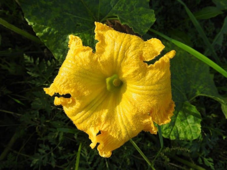Flor de calabaza abierta lista para recolectar