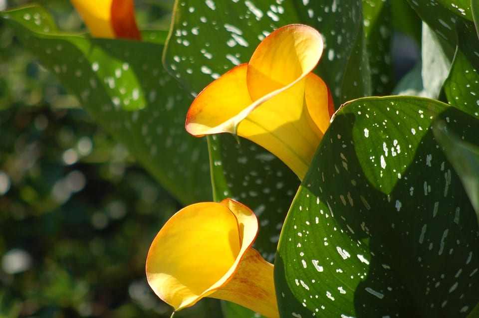 Flores de agua para estanque, maceta o barreño