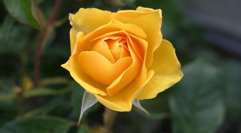 Flor de rosal amarillo abierta en el jardín