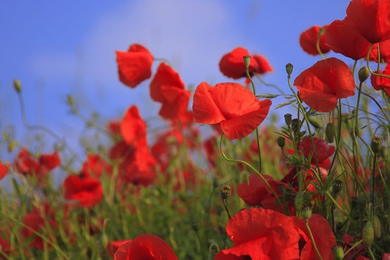 Amapolas rojas en un campo