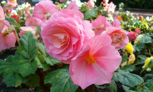 Begonias de flor doble rosa en un bancal