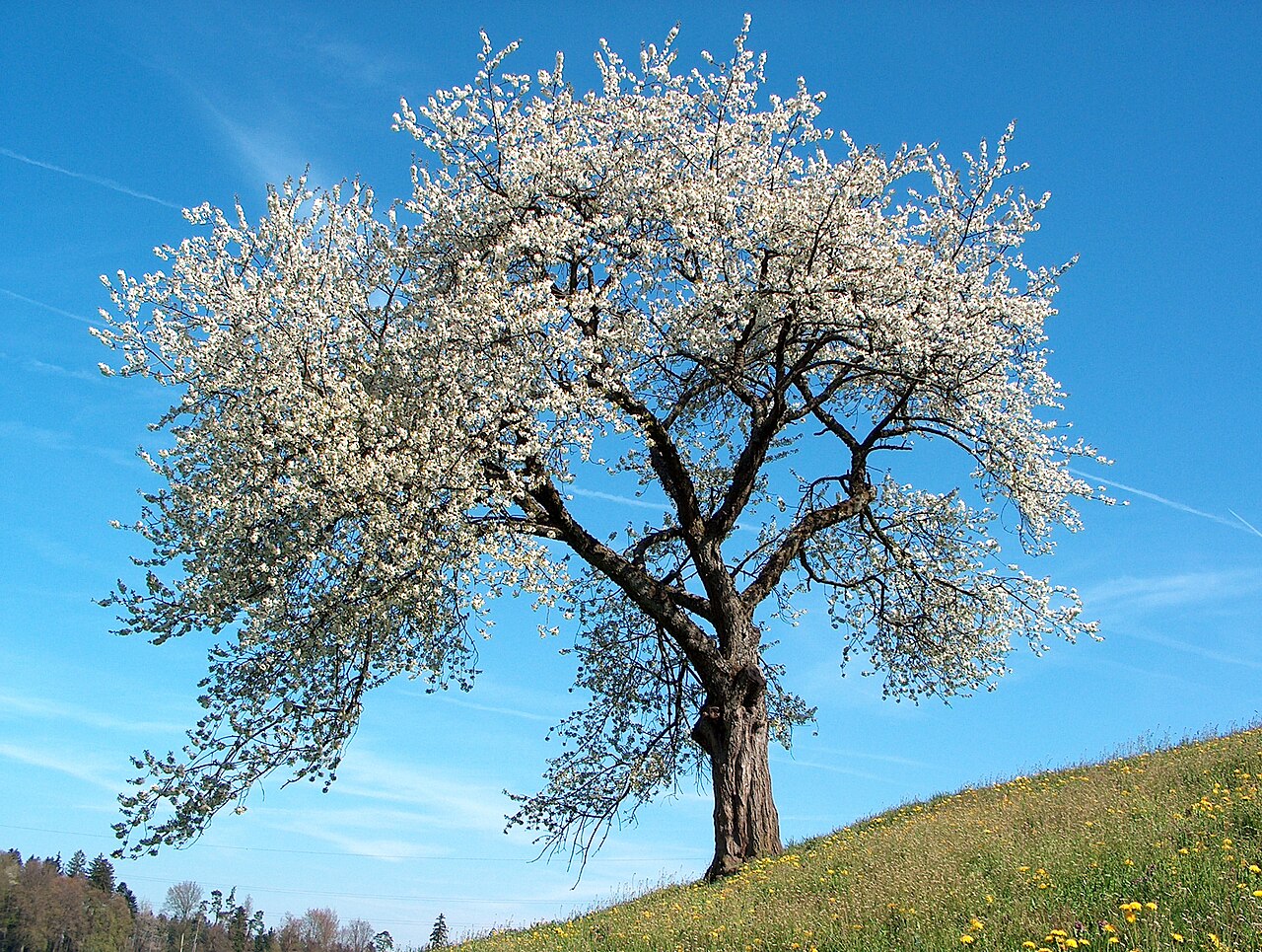 Flores de primavera: fotos, tipos, características