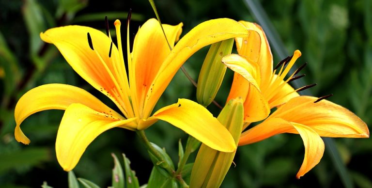 Flores amarillas de Lilium con seis tepalos y estambres prominentes