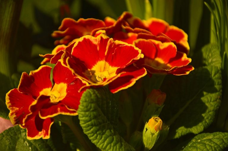 Primulas rojas con el centro amarillo